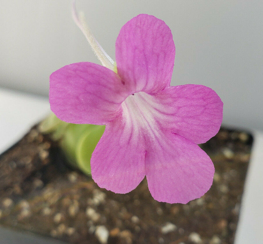 Pinguicula hemiepiphytica x cyclosecta – Carnivorous Plant – Butterworts