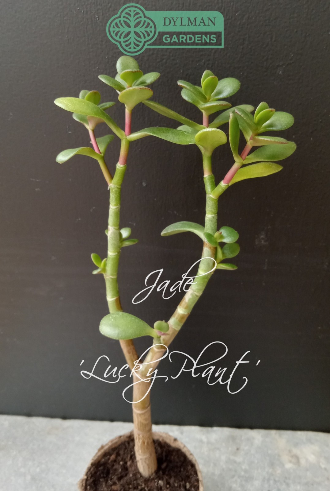 Jade Plant (Crassula Ovata) – Lucky Plant – Indoor Houseplant – Multiple Sizes