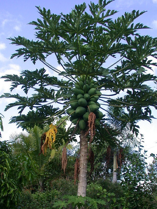 ~LAIE GOLD~ HYBRID PAPAYA Kamiya Yellow Flesh Solo X-77 UH Cultivar 60+ SEEDS