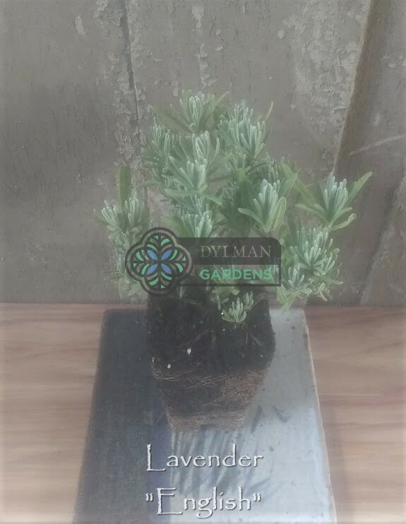 English Lavender Plant (Lavandula angustifolia) – Live Herb – Multiple Sizes