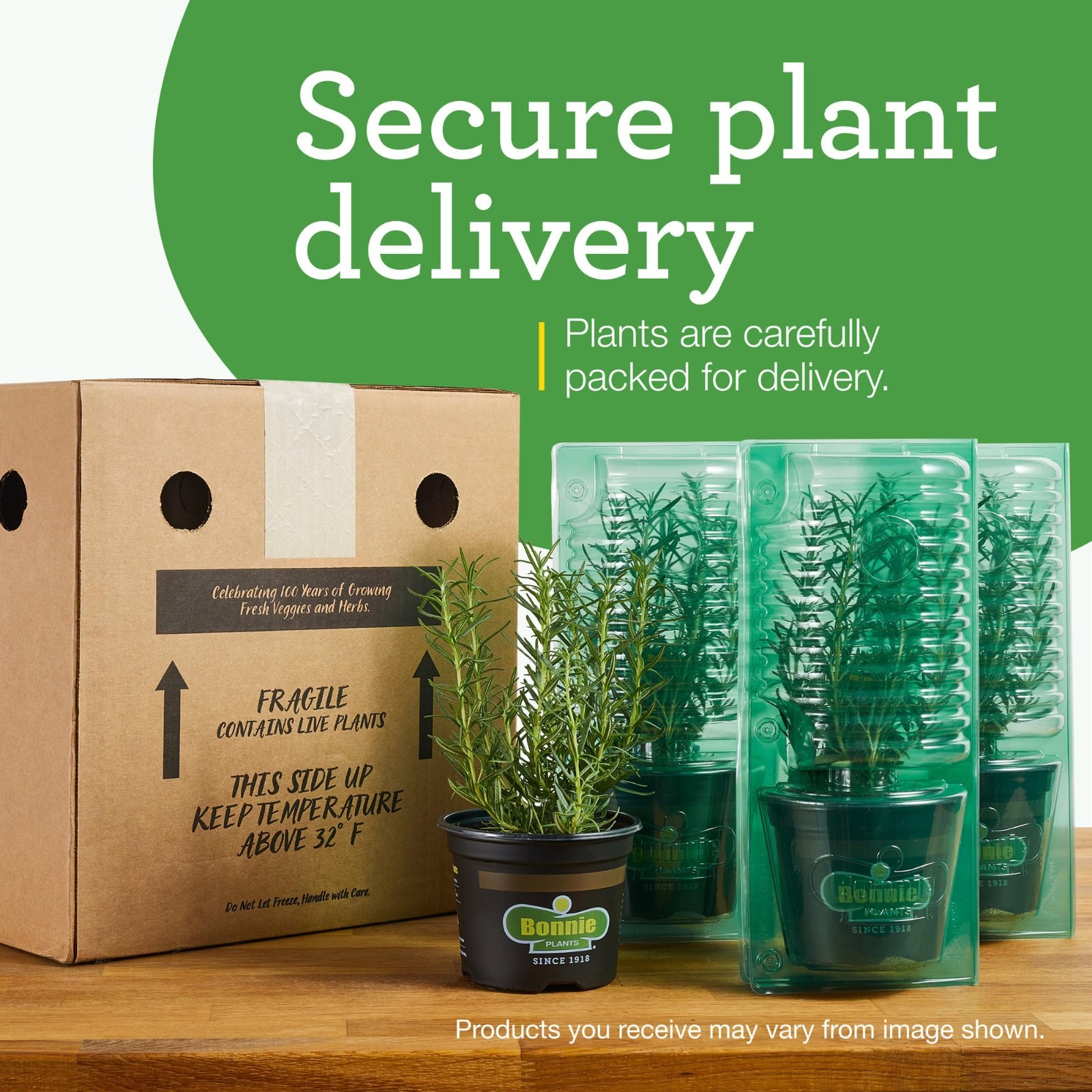 Jalapeno Hot Pepper Live Plants with Miracle-Gro Plant Food, 4-Pack for Gardens