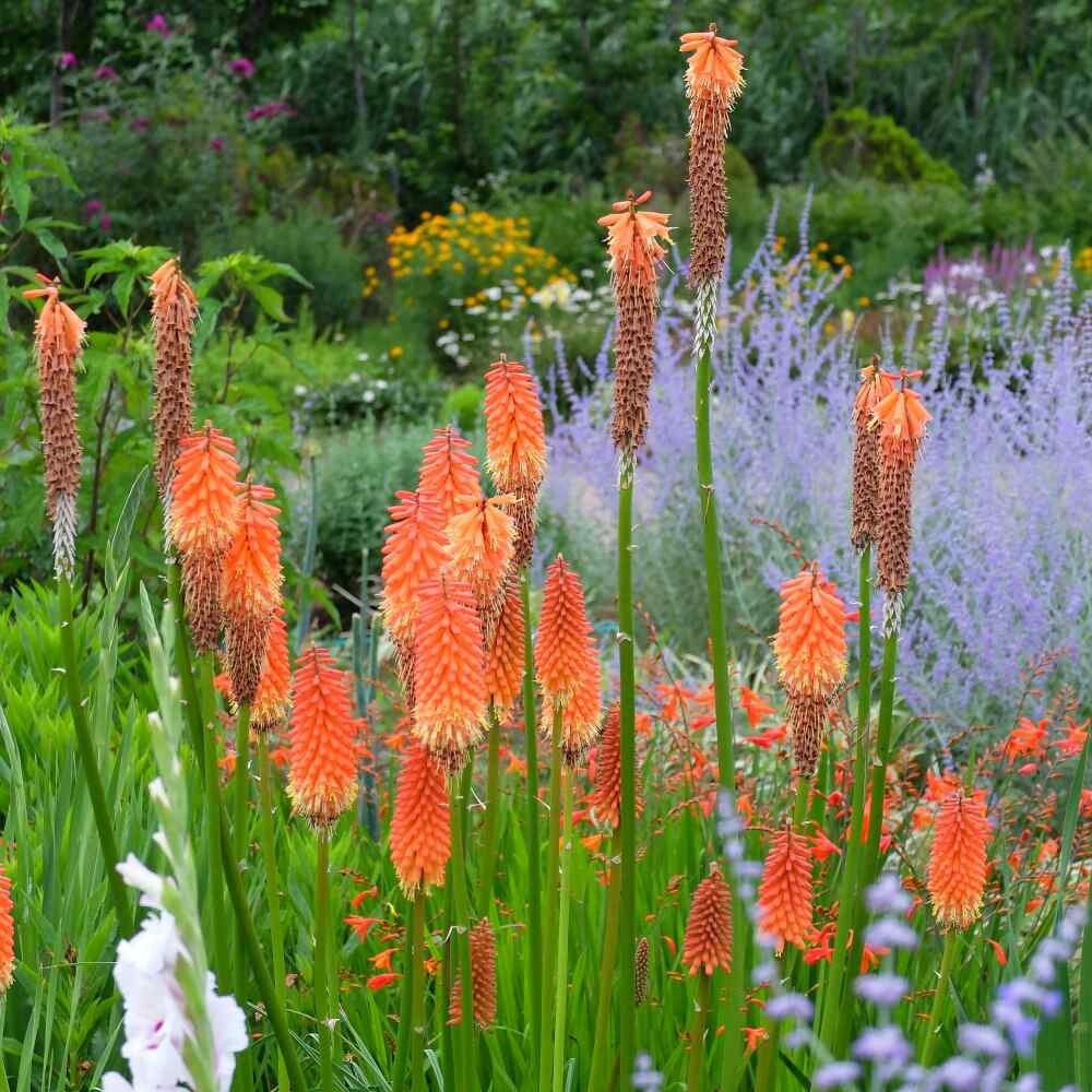 RED HOT POKER 20 SEEDS, ORANGE AND YELLOW FLOWERS. KNIPHOPHIA, TORCH LILY