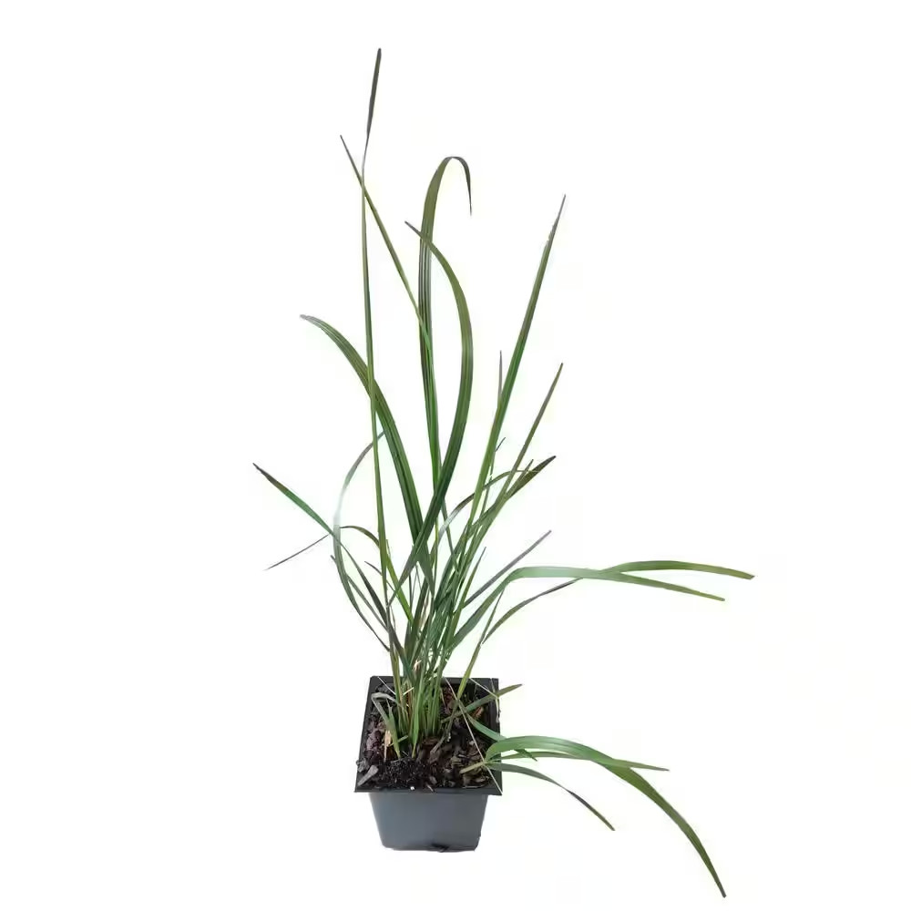 Karl Foerster 3-Total Plants in 3 Separate 4 In. Pot
