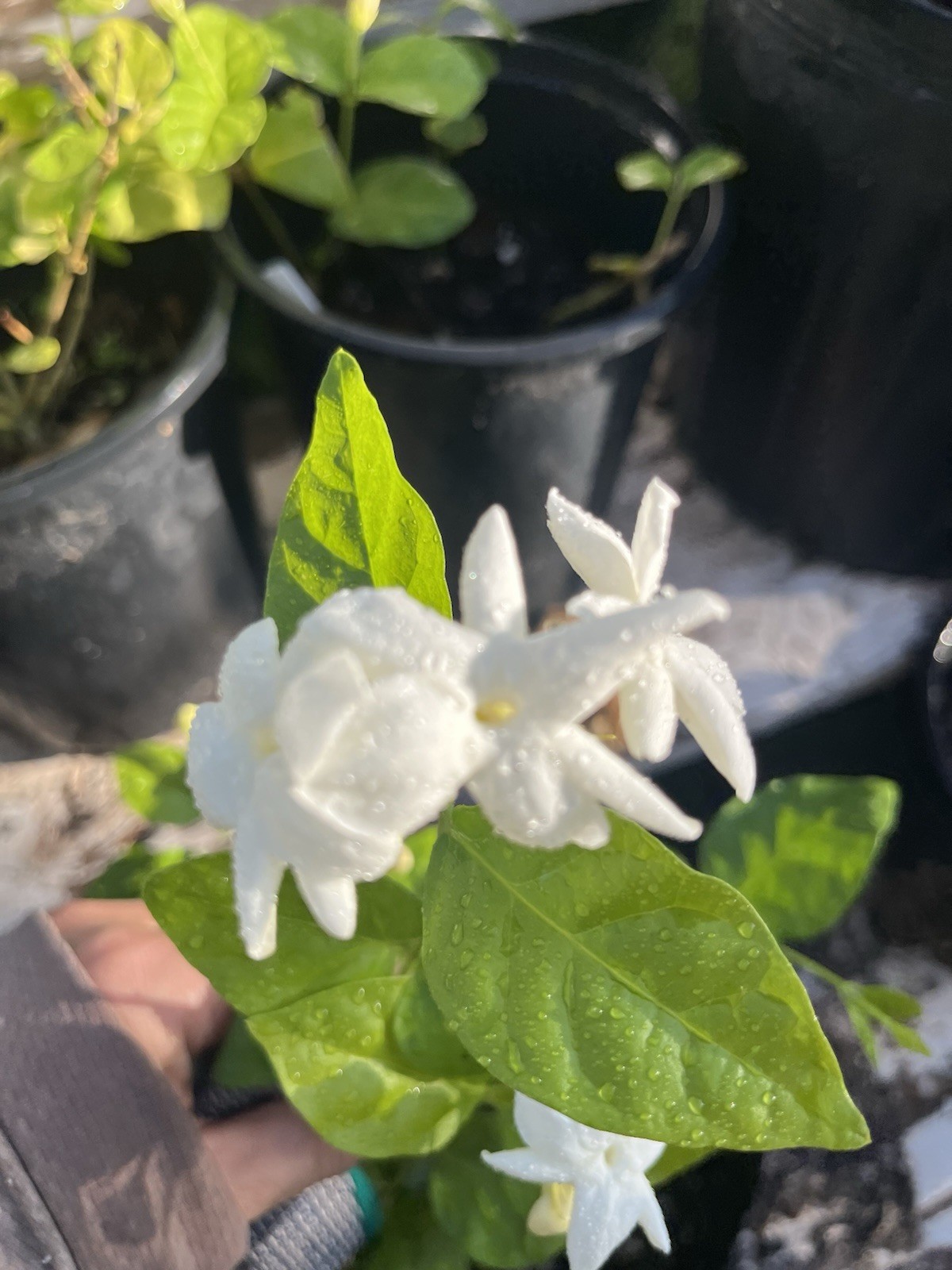 Single petals Jasmine/Jasminum Live Plant 1 Gallon Pot 1 Years Old 10-12 In