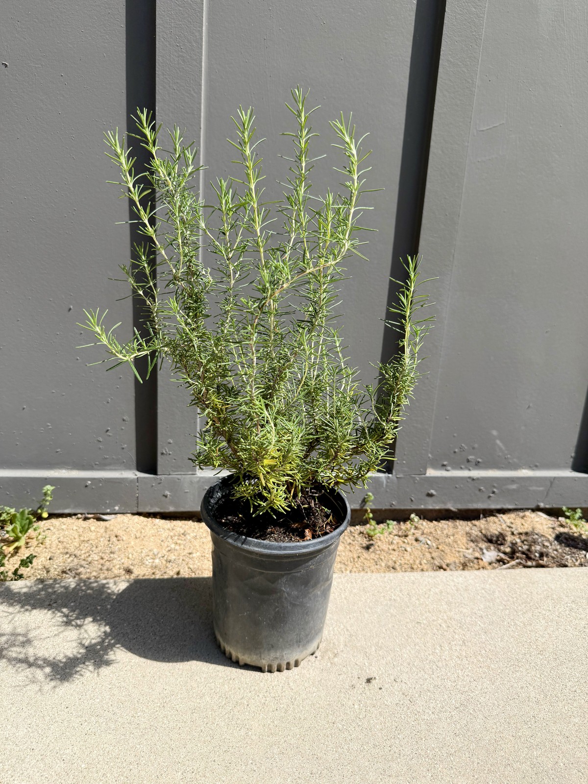 Rosemary Plant, 1 Gallon Pot, Fragrant Culinary Herb, Edible Herb Garden Plant