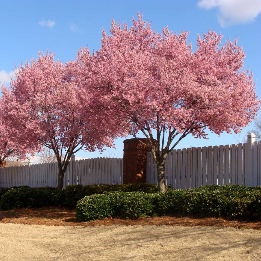 Okame Flowering Cherry Tree, Live Plant, 2.5″ Pot, 6–12″ Tall, No Ship AK, HI,PR
