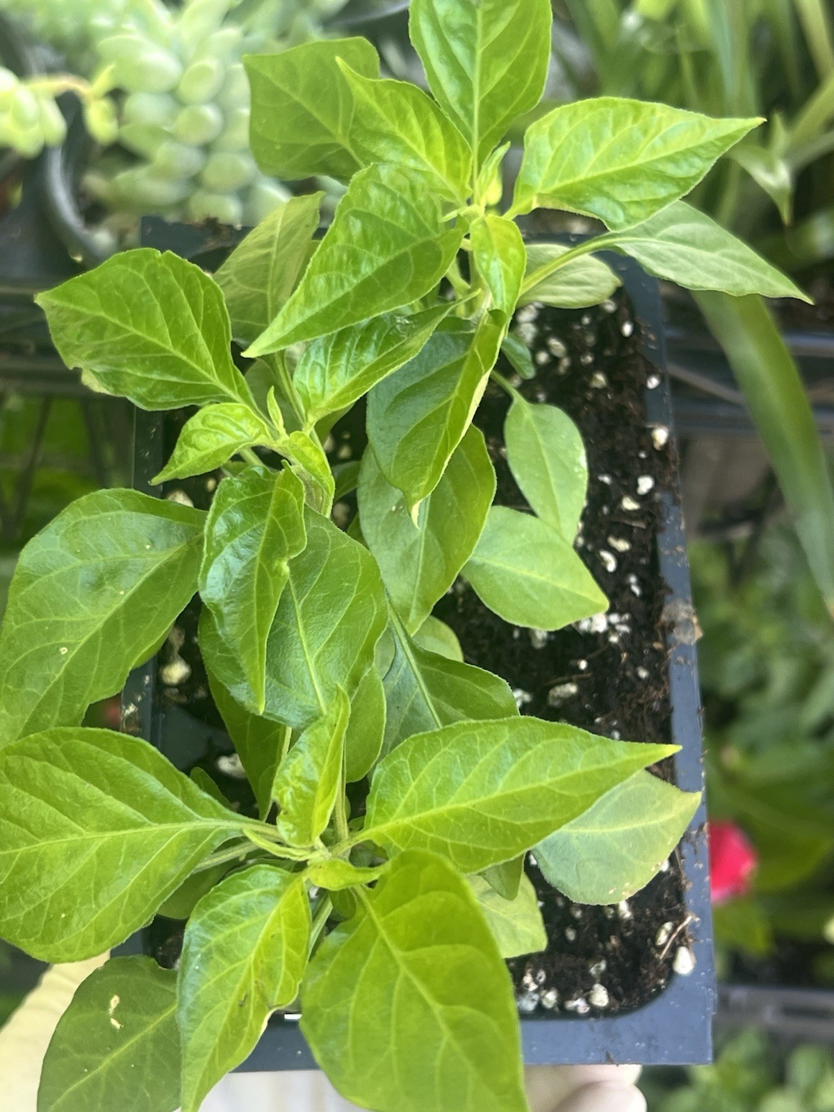 3 CARIBBEAN RED HABANERO CHILI Super Hot Pepper Live Plants