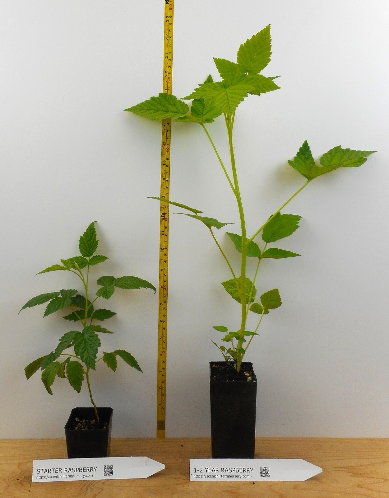 1 – 12 Heritage Raspberry Potted Plants – Ever Bearing – Dark Red Berries