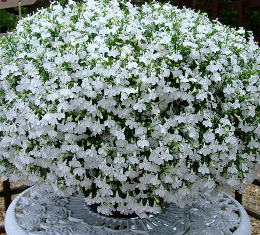 White Lobelia Plant – 2-5″ Tall – 3″ Pot – Compact White Flowering Plant
