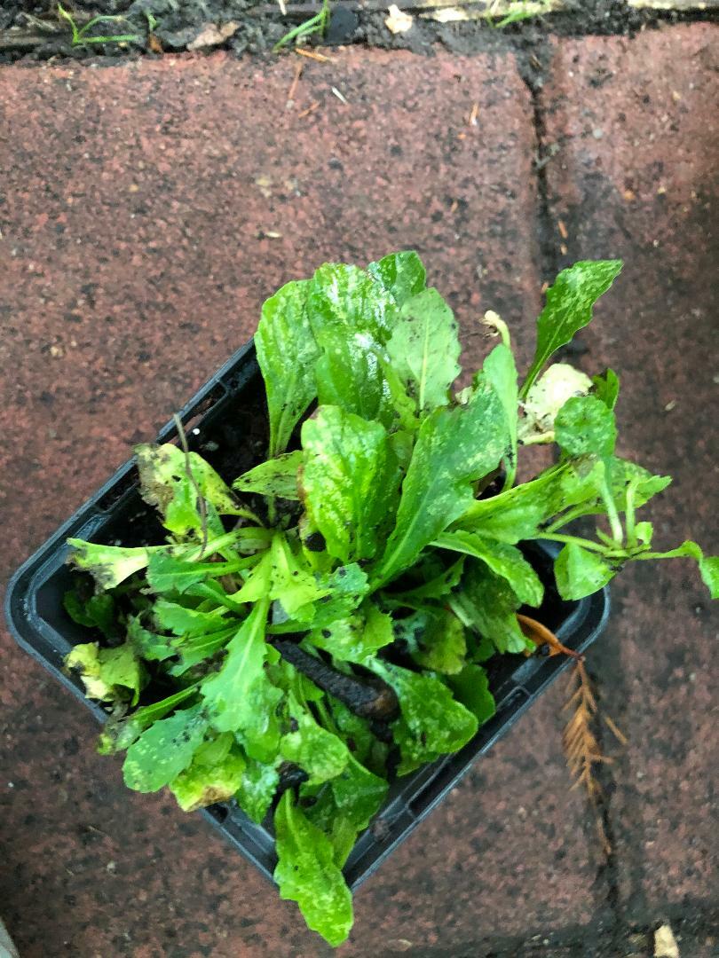 Mazus reptans Alba Steppable Groundcover 3-1/2 inch without Pot