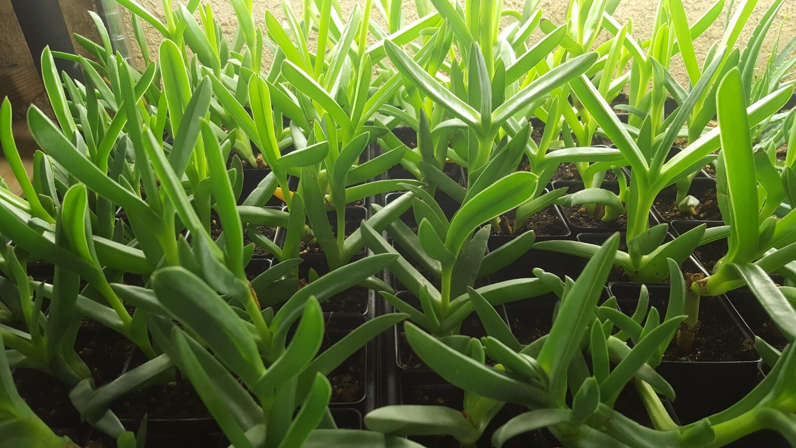 Ice plant Coastal Pig face Succulent 100 Live cuttings 3 to 5 inches long