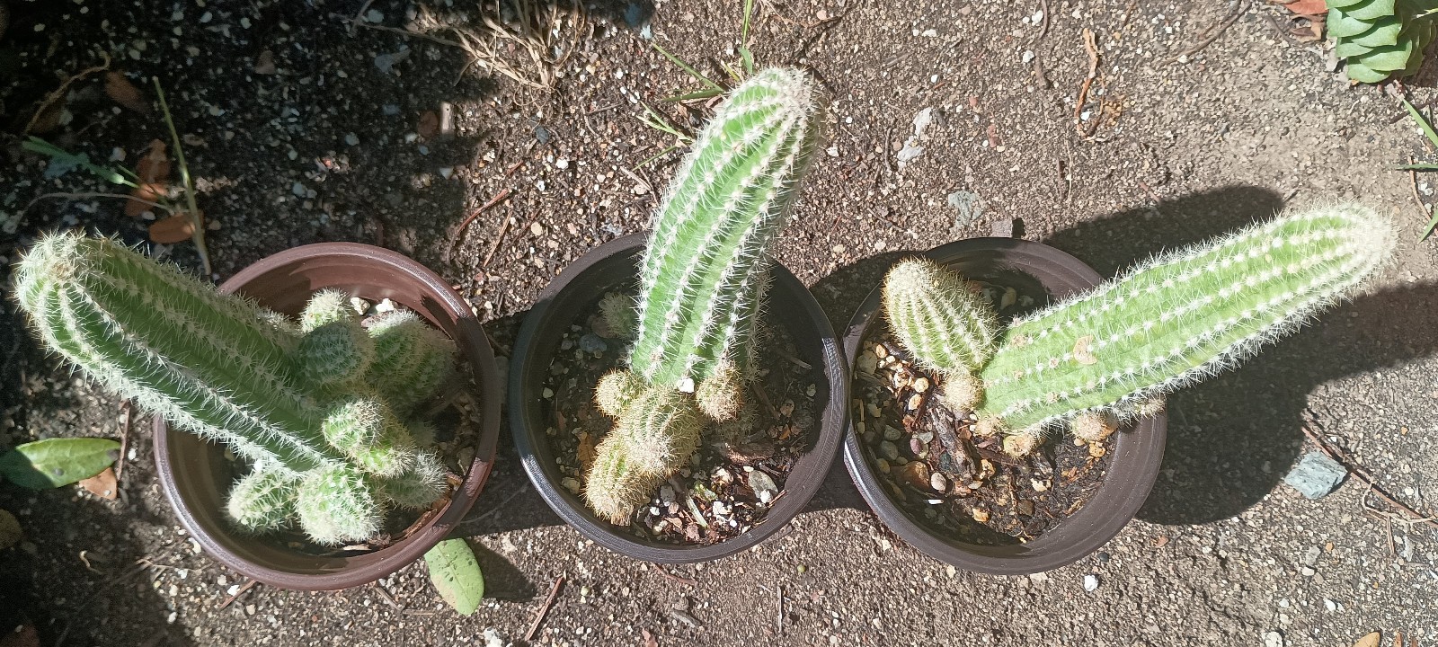 Chamaecereus hybrid ‘Peanut Cactus’ ~6″+ FAT Mixed Flower Yearlings