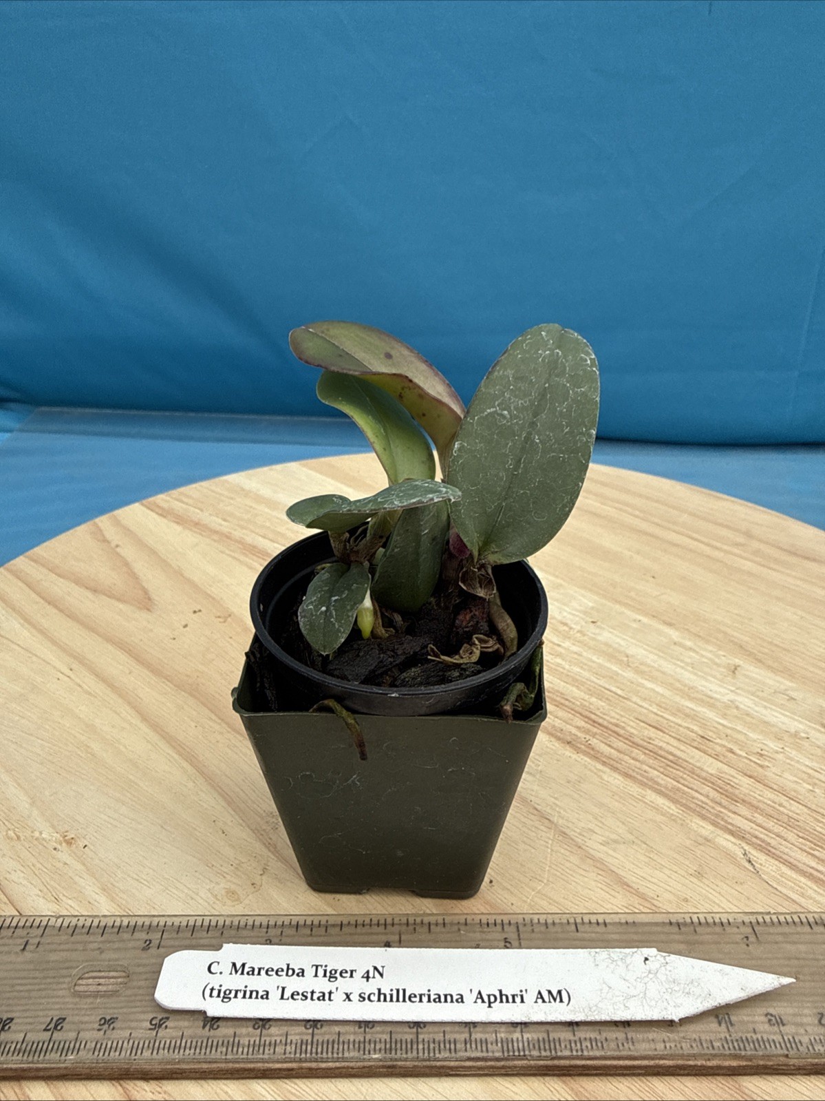 Cattleya Mareeba Tiger Fragrant Purple Pink Orchid Eros Seedling Hybrid 2” Pot