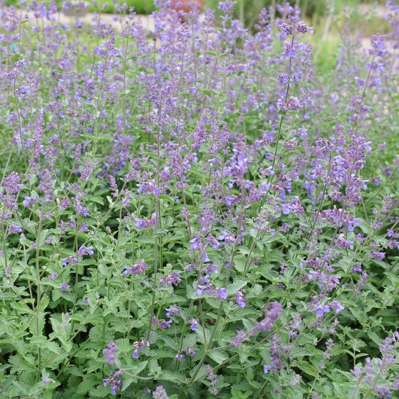 Catnip Seeds, Nepeta Cataria, NON-GMO, Variety Sizes, Cat Lovers, FREE SHIPPING