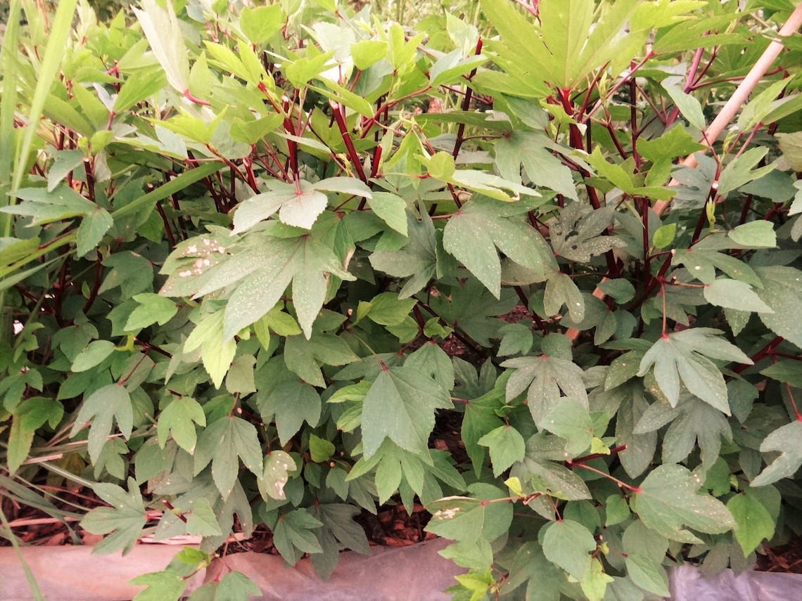 ROSELLE ASIAN SOUR LEAF HIBISCUS 50+ SEEDS