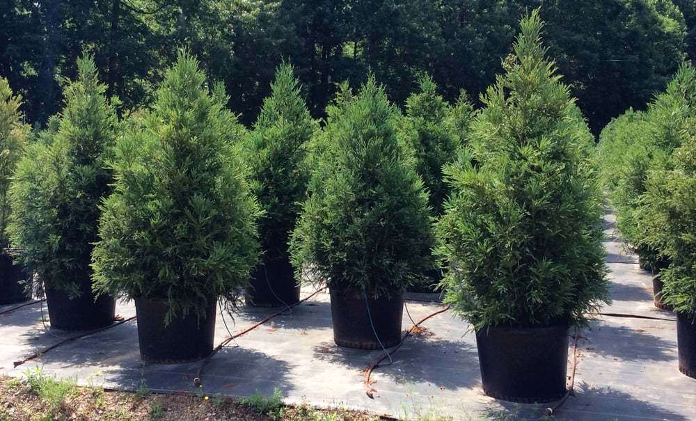 CRYPTOMERIA YOSHINO Japanese Cedar qt pot