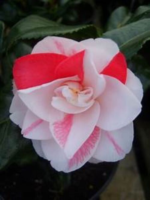 Lady Vansittart**Camellia Japonica-Live Starter Plant -Highly Variable Blooms!