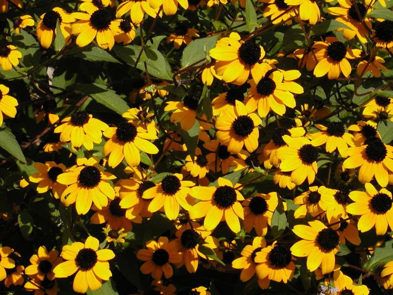 500 BROWN EYED SUSAN Rudbeckia Triloba Flower Seeds