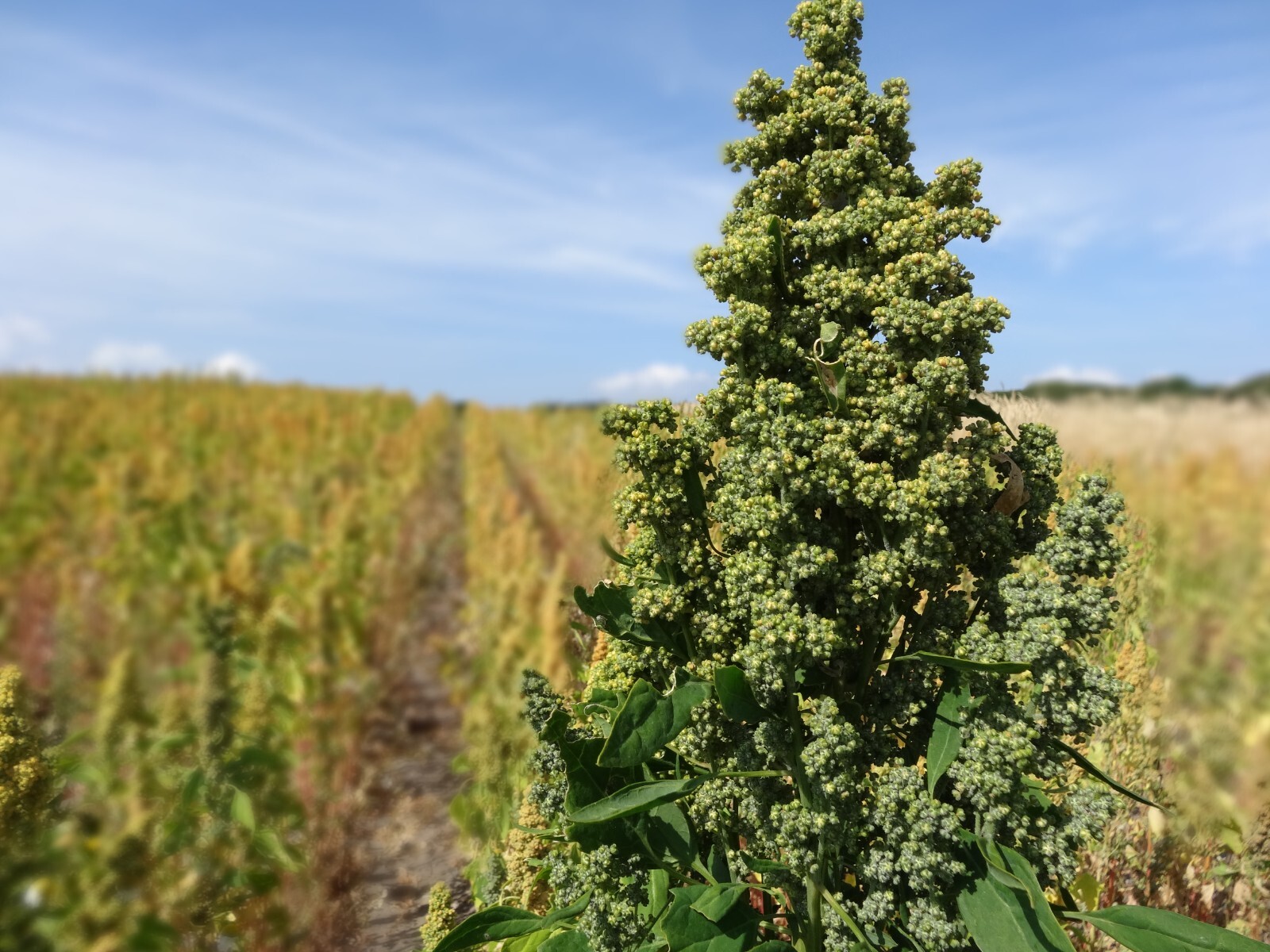150 Cherry Vanilla Quinoa Seeds – Chenopodium quinoa – Non-GMO Ancient Grain!