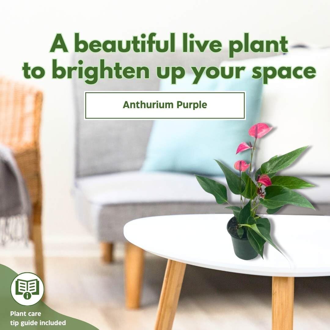 Anthurium Purple, 4 inch