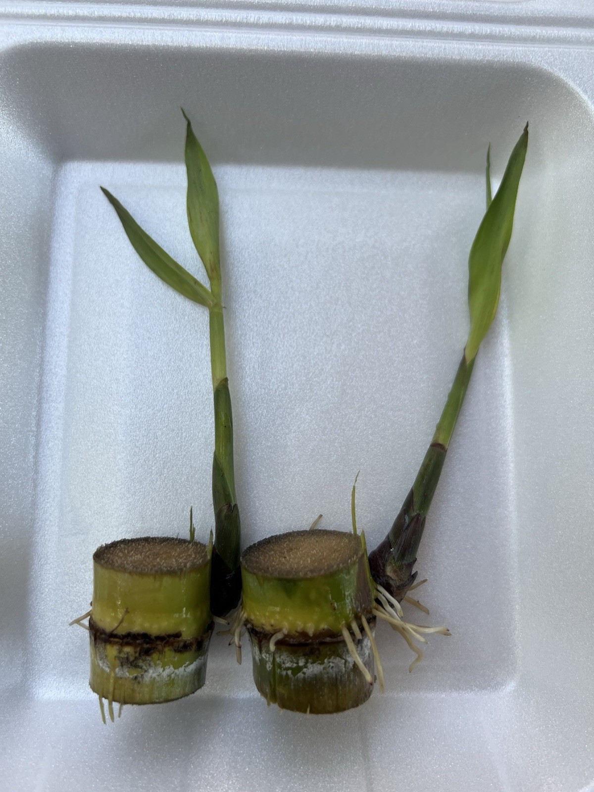 2pcs Sugarcane Cutting Sweet Tropical Live Plant Ready To Plant