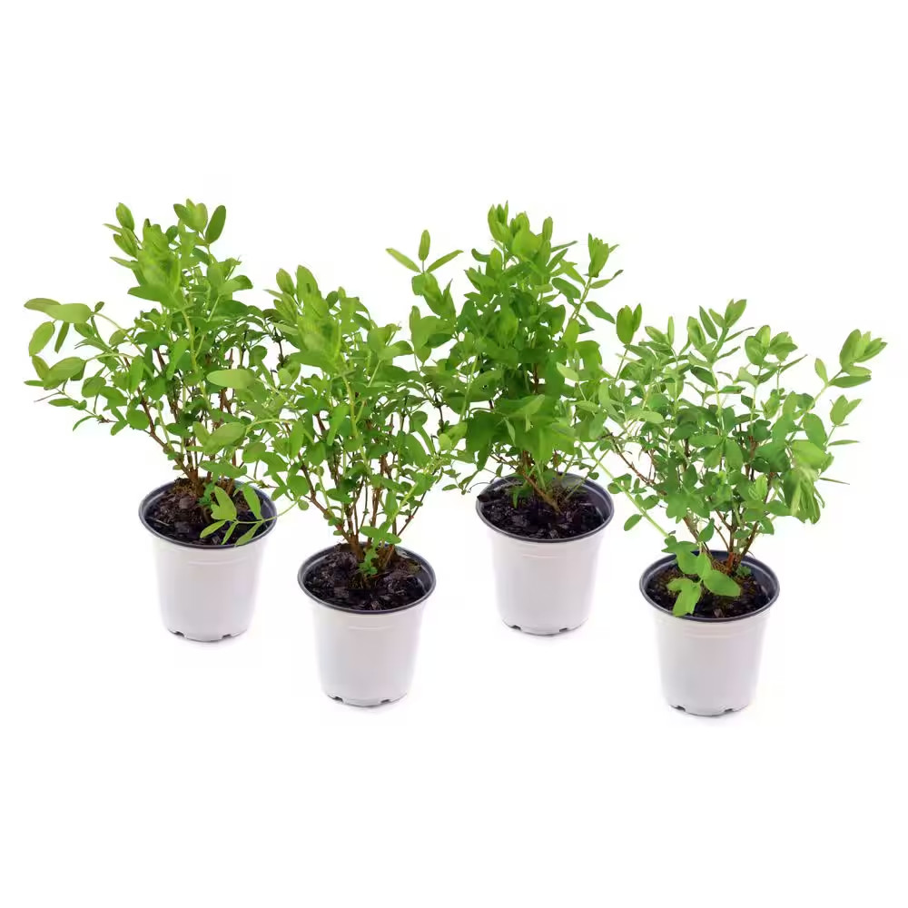4 In. Honeysuckle Peaches and Cream Plant (3-Pack)
