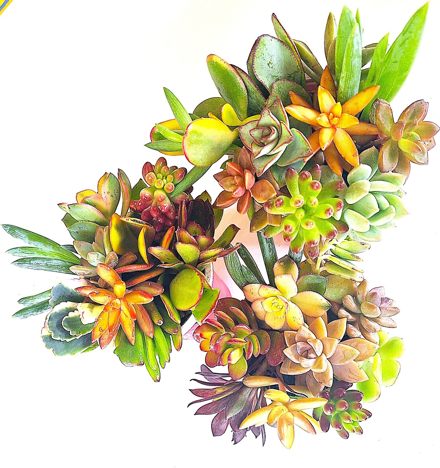 10 Healthy Fresh Colorful Succulent Cuttings, 10 Varieties
