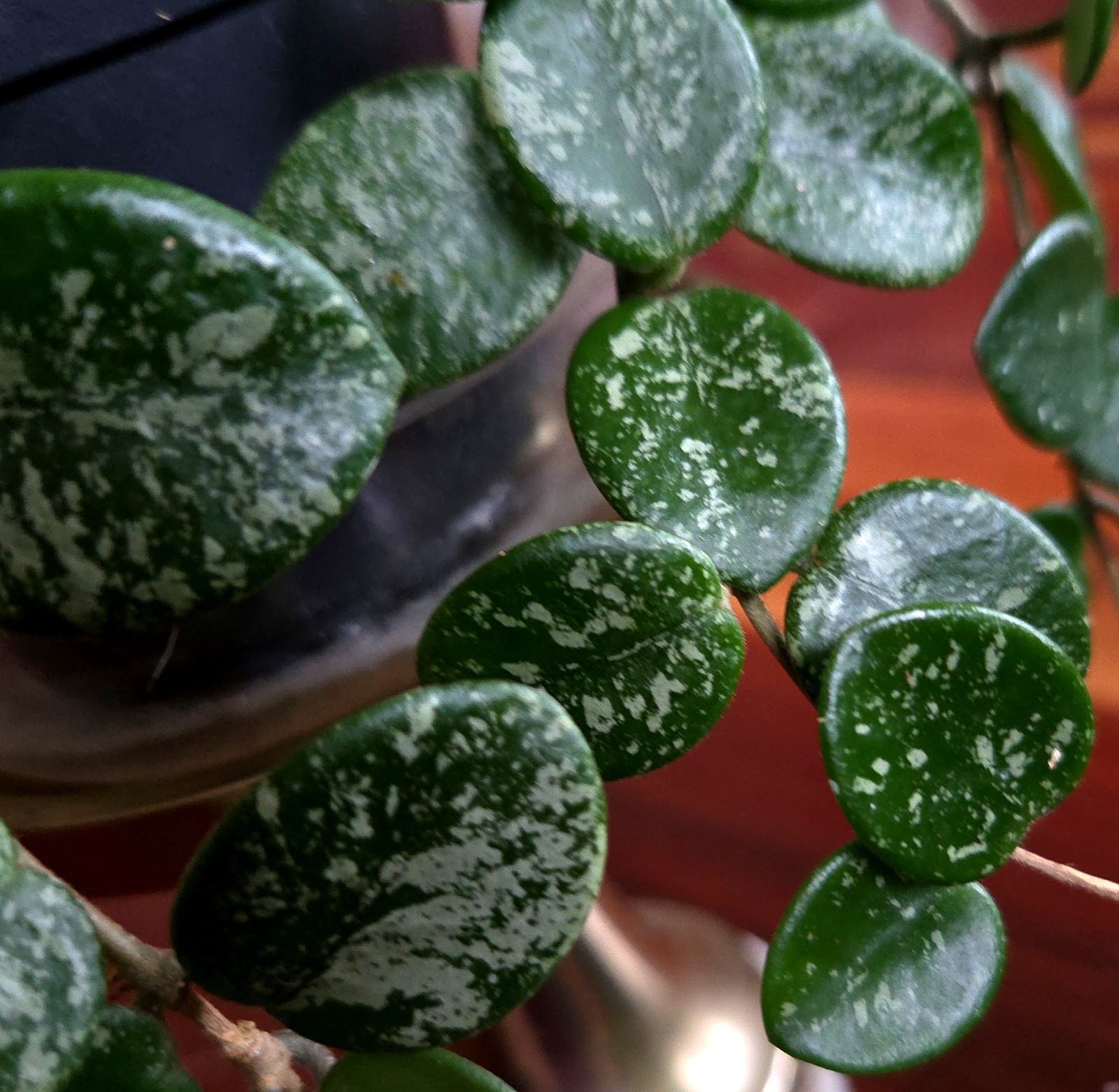 RARE Hoya Splashy Carnosa X Serpens 11″ Long No Monstera Philodendron Anthurium
