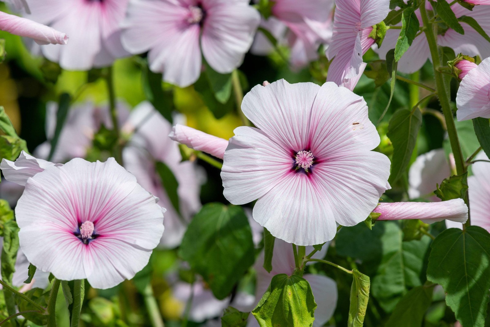 200 ROSE MALLOW (Bush Mallow) Hibiscus Lavatera Trimestris Flower Seeds