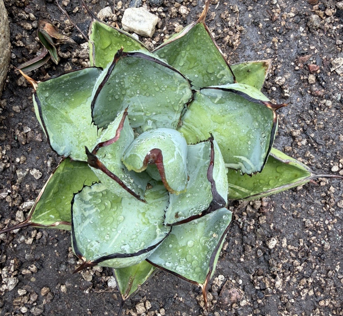Agave Titanota ‘Juggernaut’ Variegated black and blue