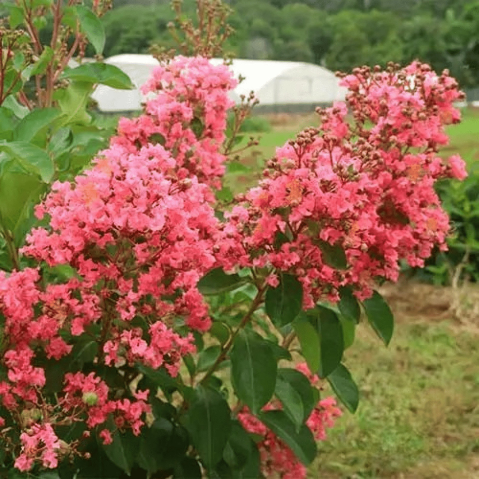 Miami Crape Myrtle: Vibrant Tropical Beauty and Fast-Growing Shade