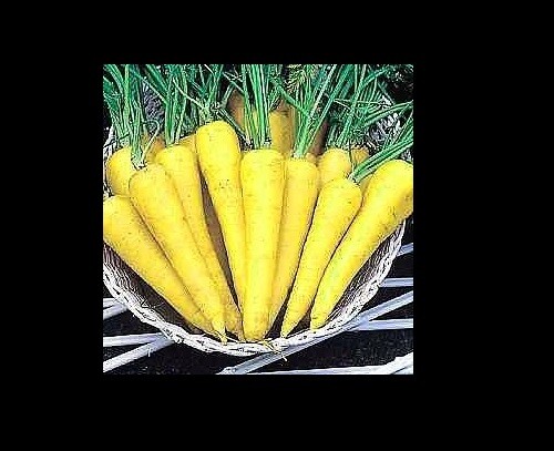 Solar Yellow Carrot 100, 300, 1000, 2000 Seeds Heirloom colorful Beautiful rare