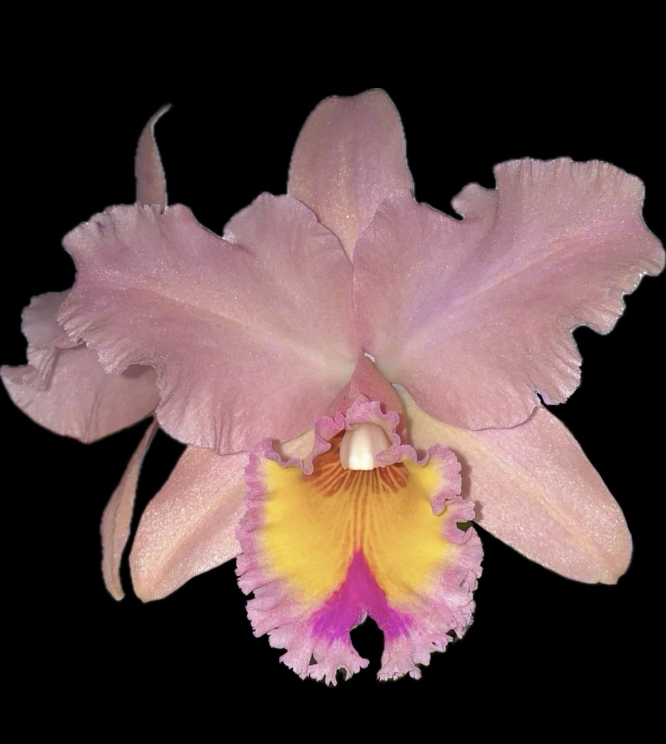 Blc George King ‘Serendipity’ Cattleya Orchid Plant 4”