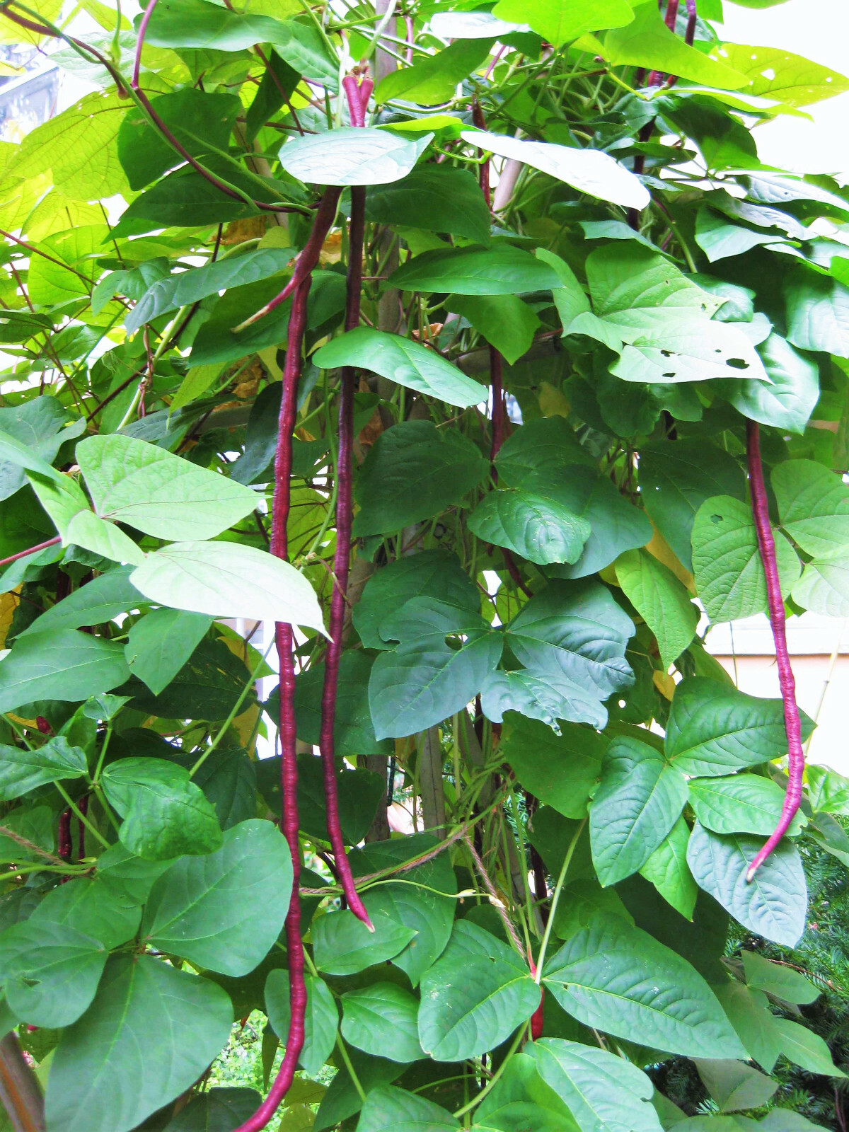 Purple Mart Yard Long Bean Seeds | Red Asparagus Edamame Cowpea Asian Seed 2024