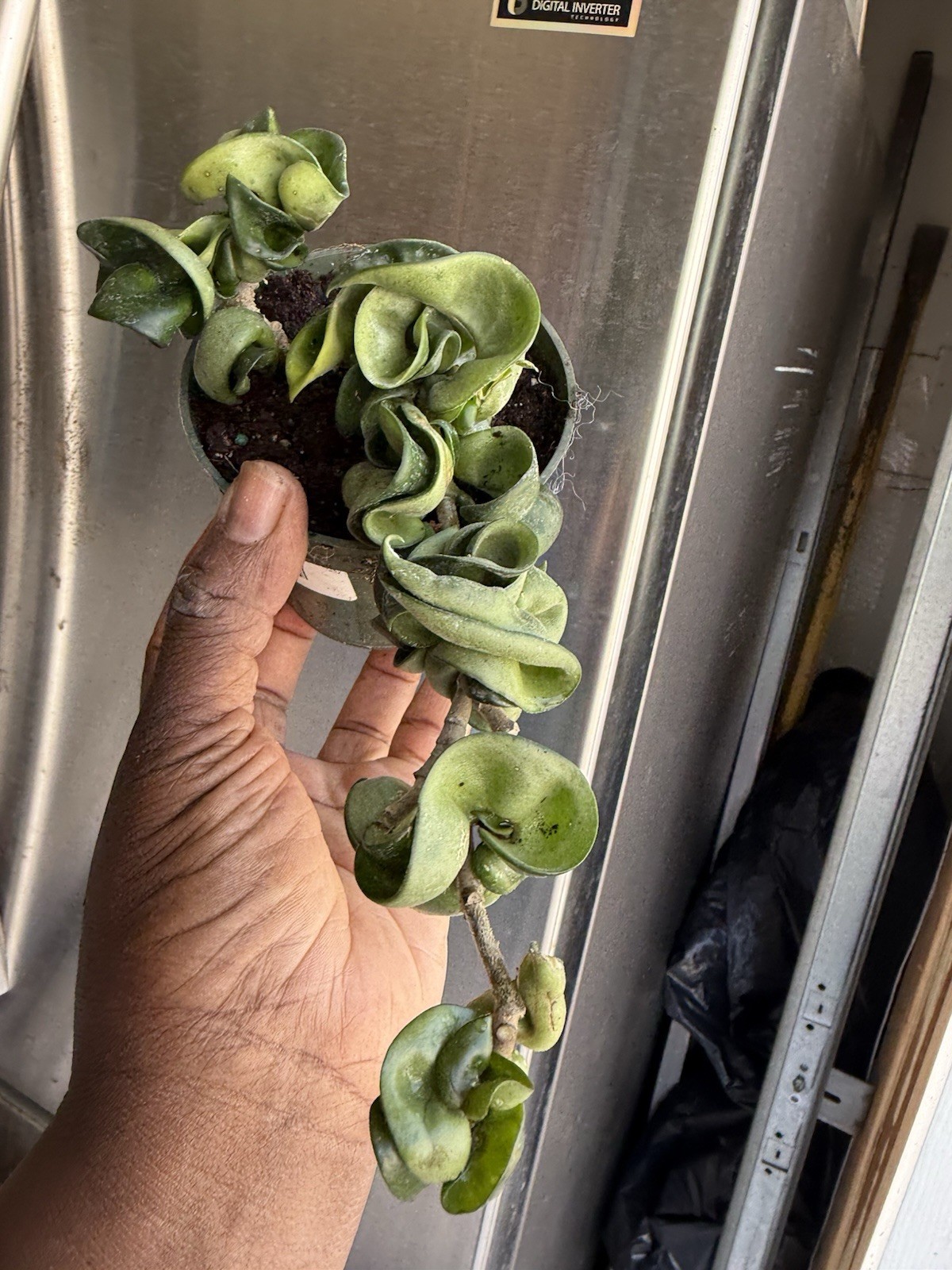 Hoya Indu Rope Plant Well Rooted Plant