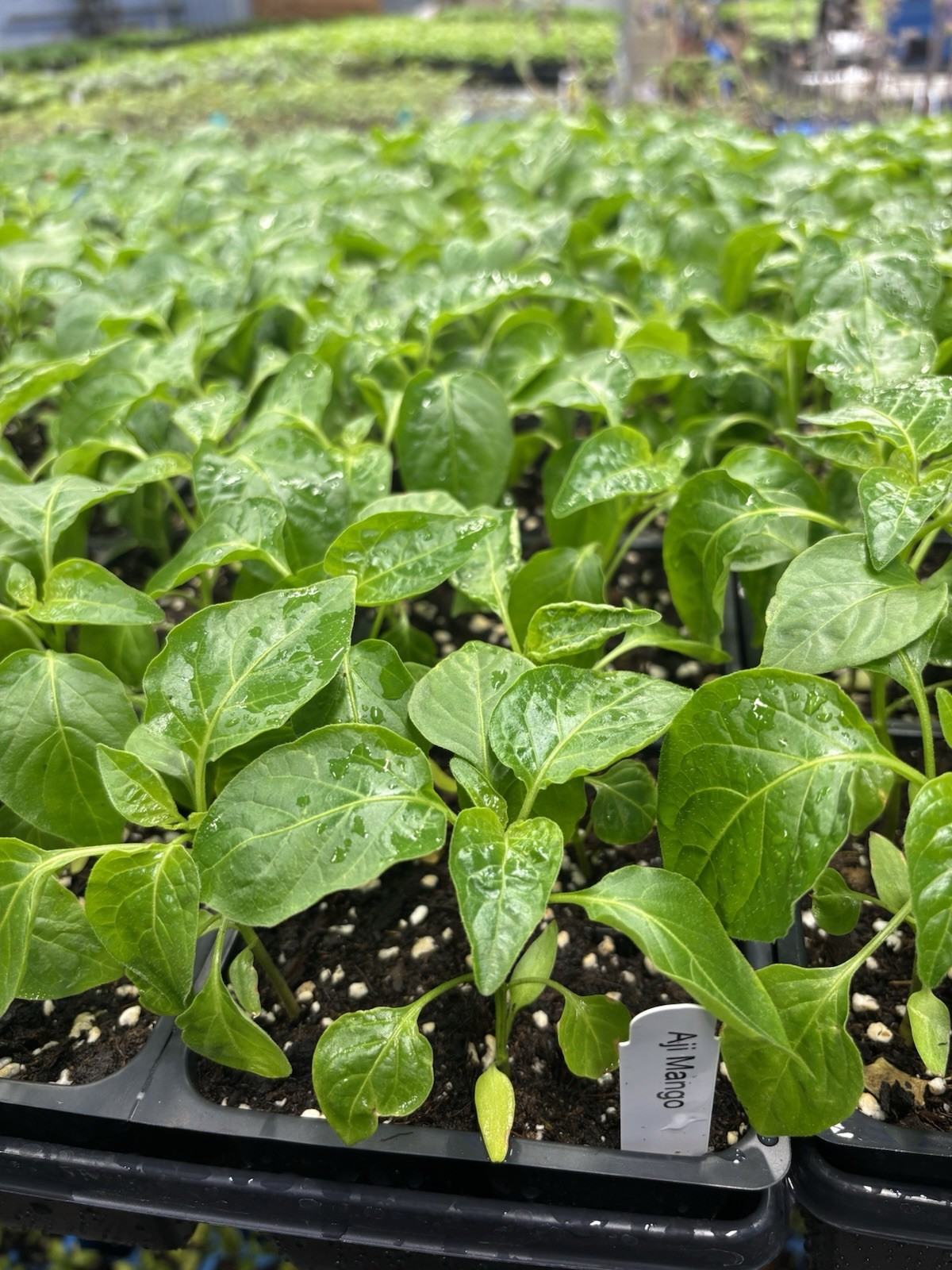 Lot of 3 (75+ DAYS OLD) AJI MANGO Medium Hot Tropical Pepper LIVE PLANTS