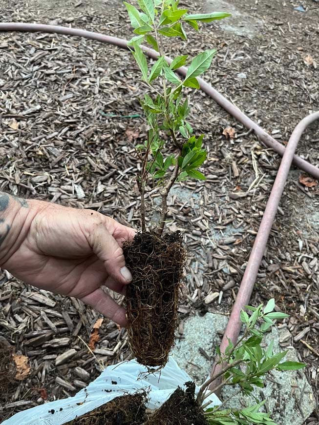 Vitex Chaste tree – Live Plants – Lilac Chasteberry