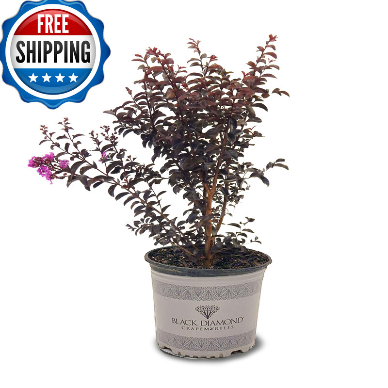 American Plant Exchange Black Diamond Purely Purple Crape Myrtle Tree Live