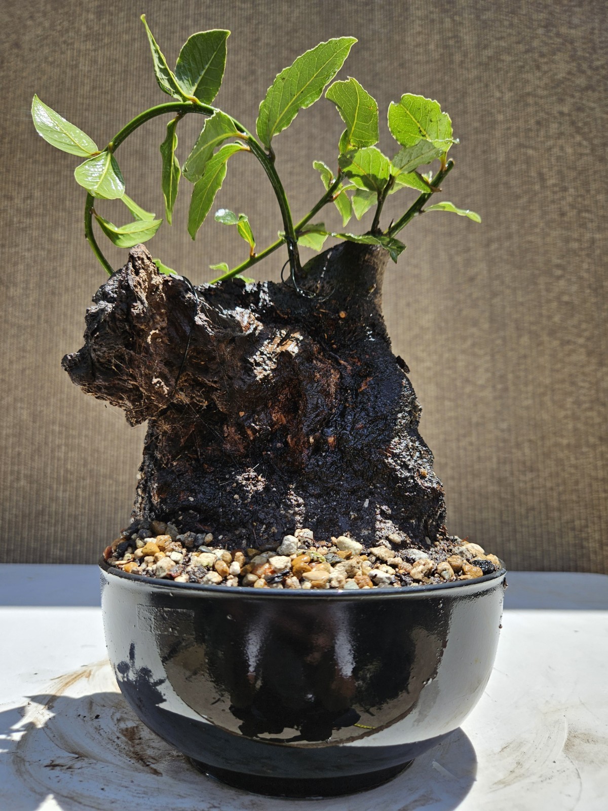Old Sweet Bay Leaf ( Bay Laurel ) Bonsai Tree,,, SALE