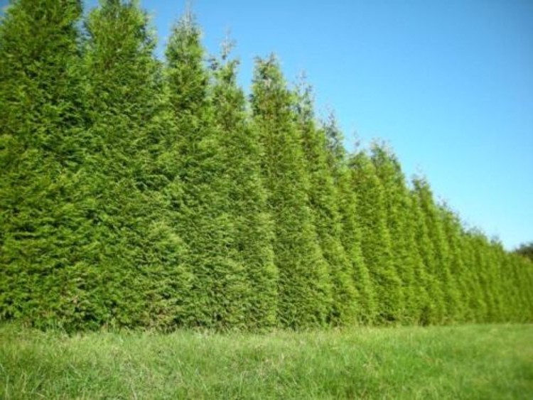 Arborvitaes Thujas Plicata 6-12″ Tall 10 Green Giant Gardens Live Plant 2.5″ Pot