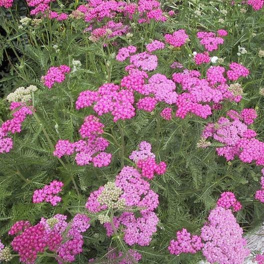 Yarrow Seeds CERISE QUEEN Perennial 36″ CutFlowers Pollinators Non-GMO 500 Seeds