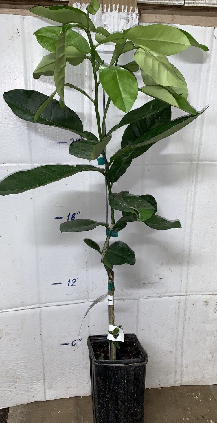 Hirado Buntan Pummelo Tree, 1-2 feet tall, grafted, No Ship Az, Ca, Fl, La, Tx