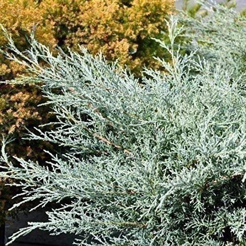 Juniper Angelica Blue – Live Plants – Juniperus Chinensis – Drought Tolerant…