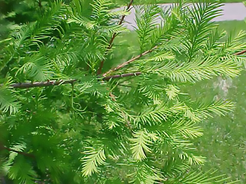 Bald Cypress, Taxodium distichum, Tree Seeds (Fast, Fall Colors, Hardy)