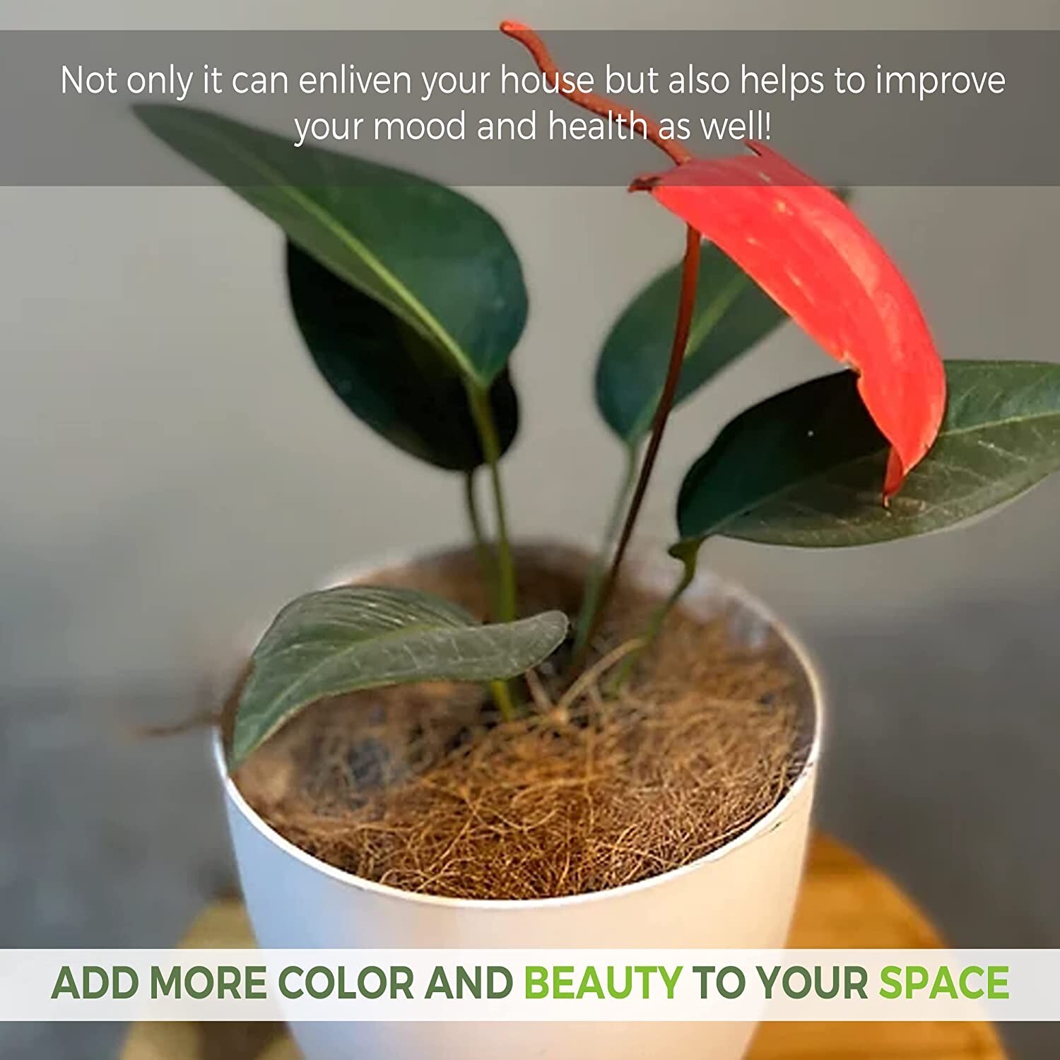 Anthurium Scherzerianum Dark Pink by LEAL PLANTS ECUADOR| Green Live House Plant