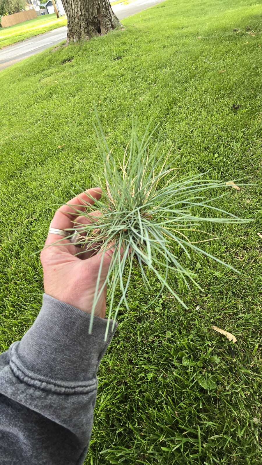 Blue Fescue ‘Elijah Blue’ Ornamental Grass Live Starter Plant Border Perennial
