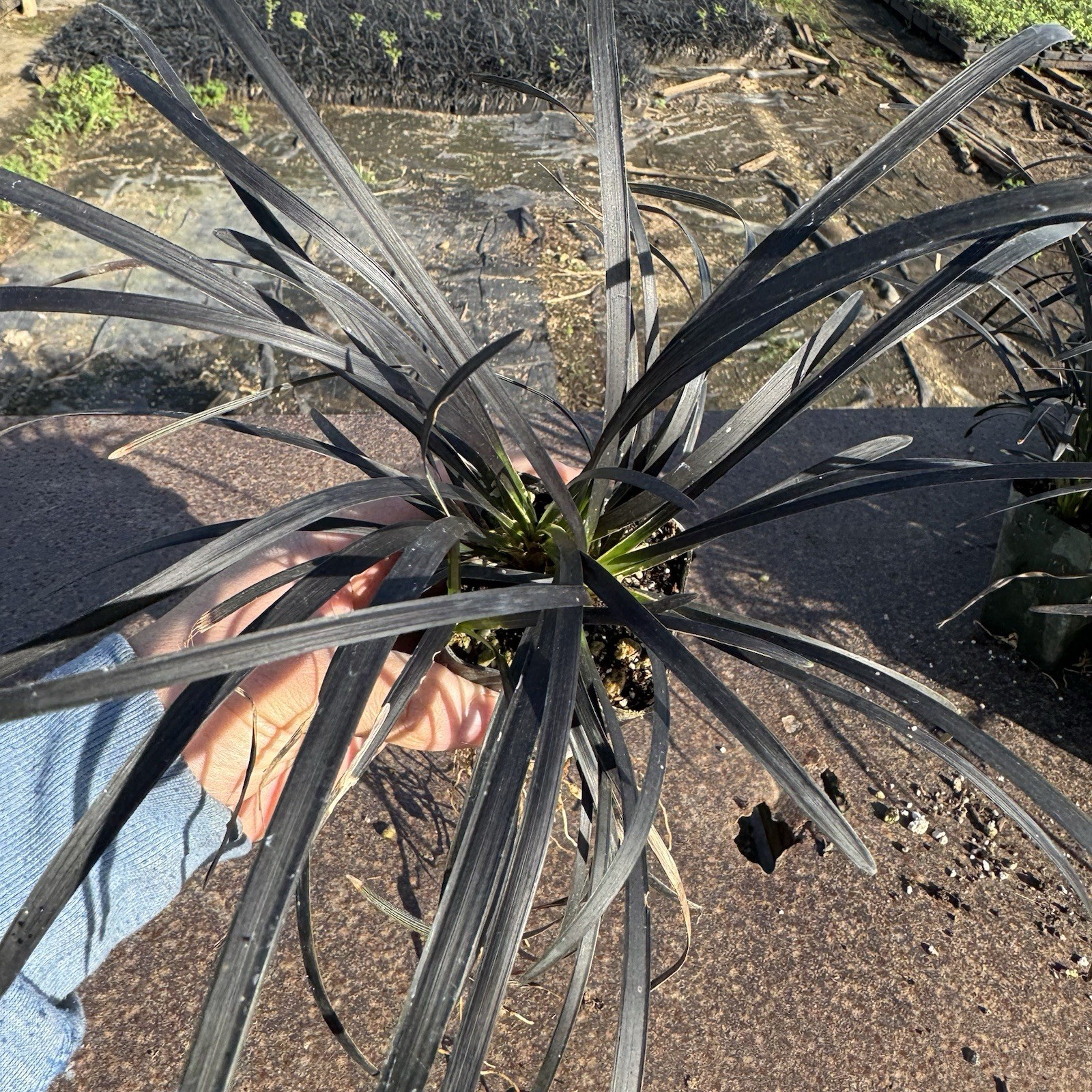 Pack of 1, Black Mondo Grass, Ophiopogon planiscapus ‘Nigrescens’,ONE Live Plant