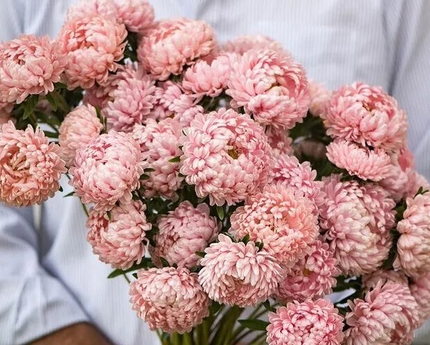 25 Aster Tower Chamois seeds