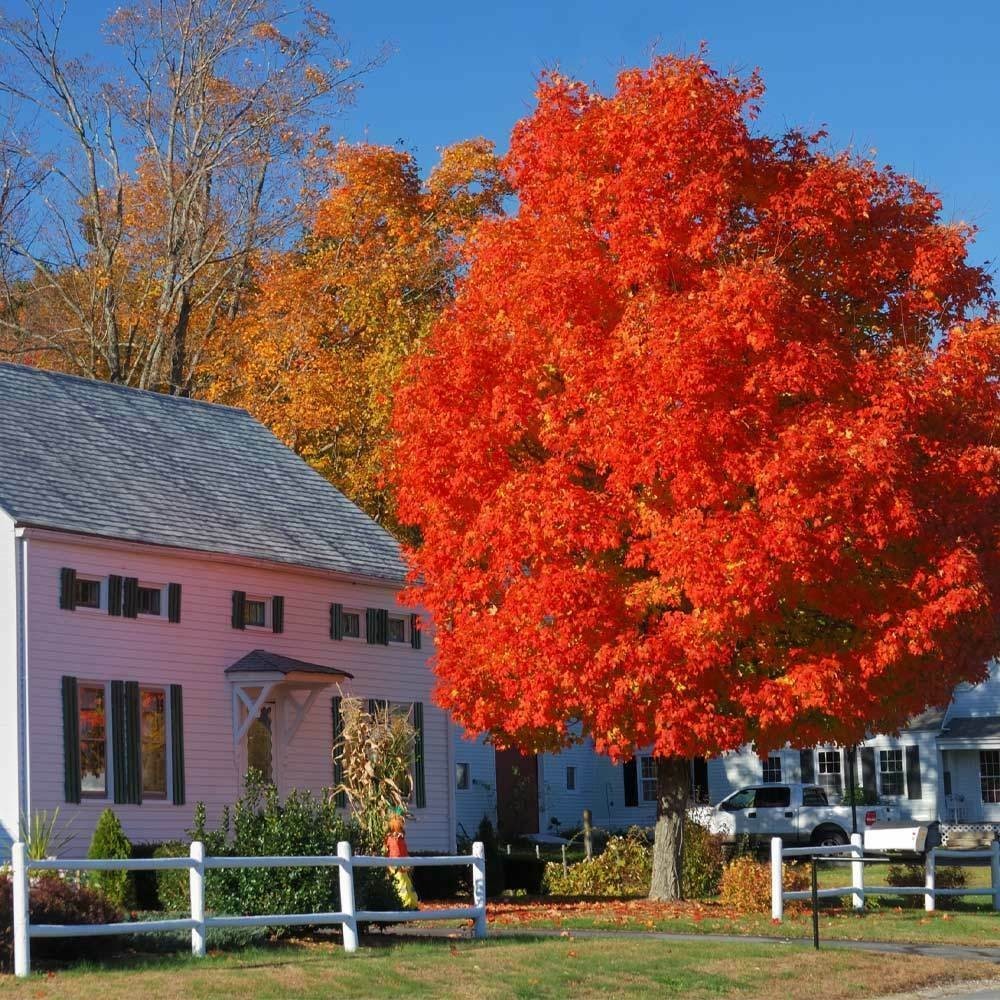 Live Sugar Maple Tree Fully Rooted Plant Acer saccharum 1-4 yo 8-40″+ tall