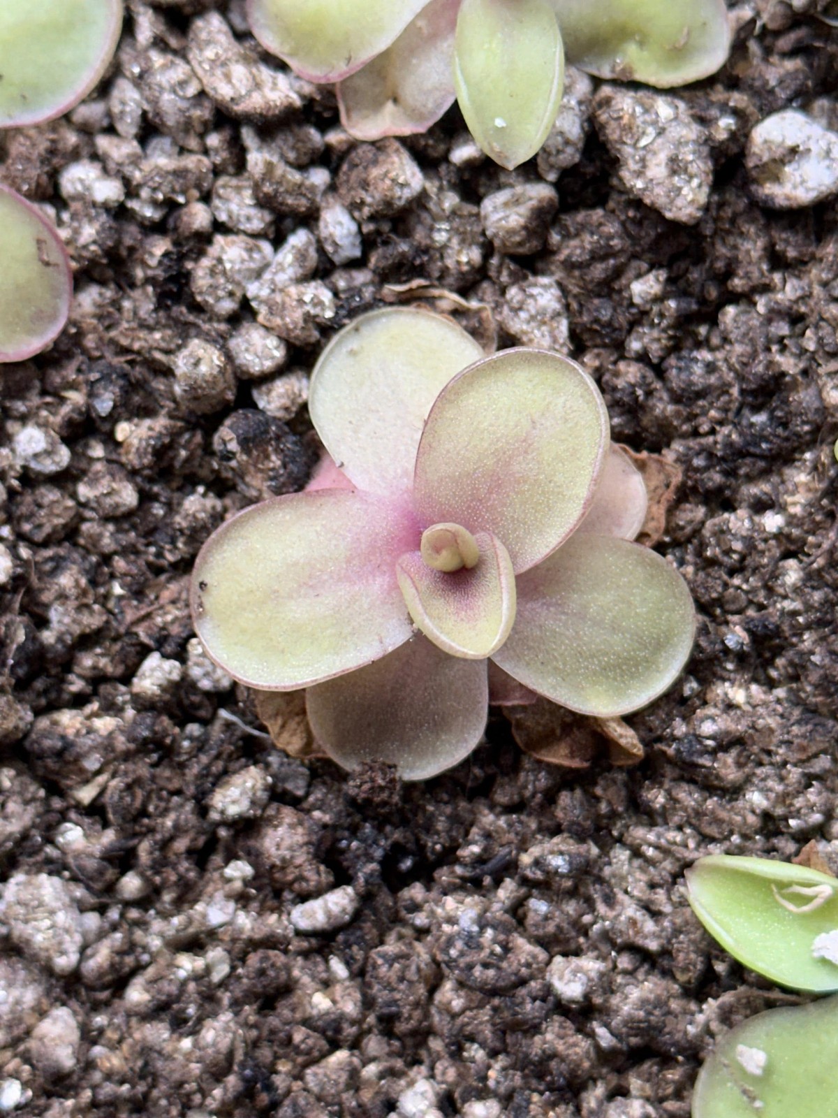 Pinguicula ‘Razzberry Blonde’ – Live Butterwort Carnivorous Potted Plant